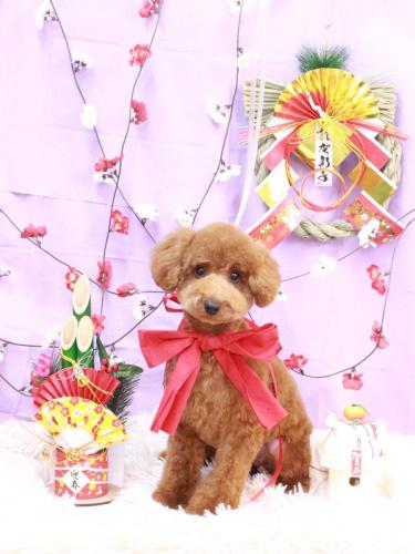 20230118こむぎちゃん